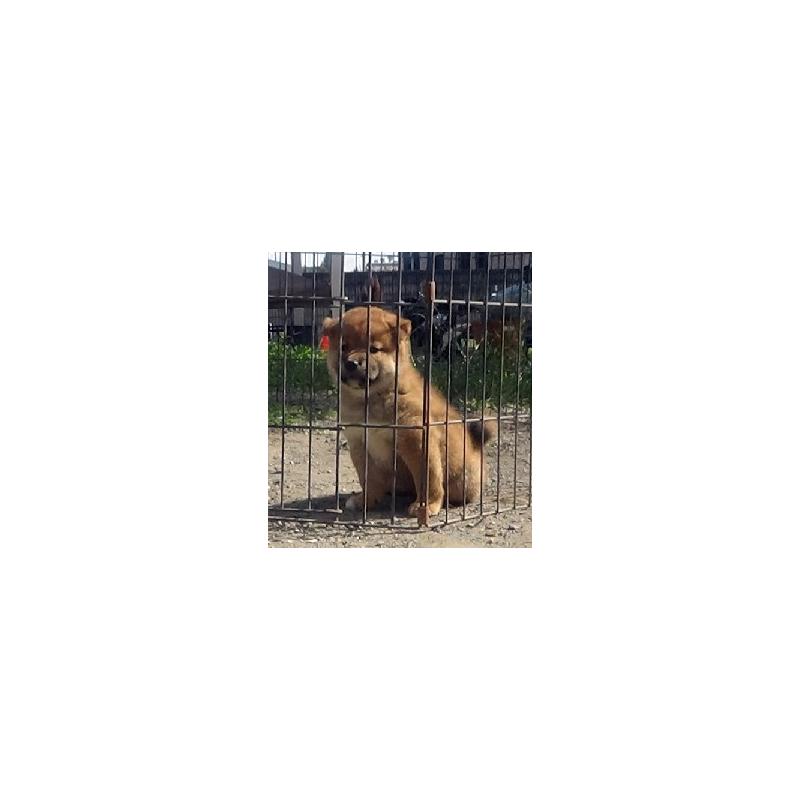 販売中の埼玉県の柴犬-420744の3枚目